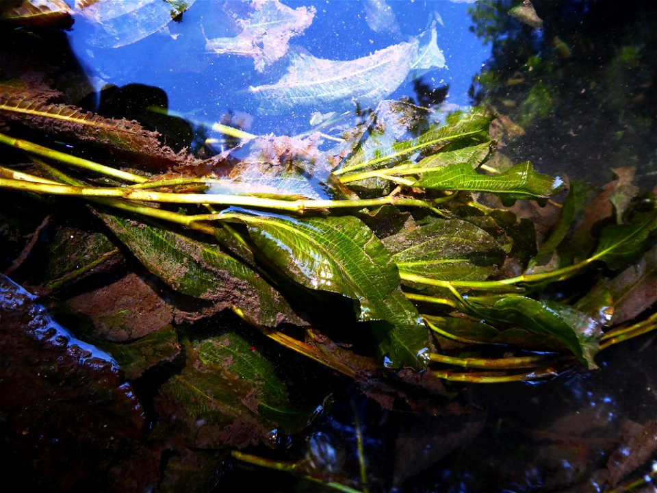 Potamogeton lucens L., 1753