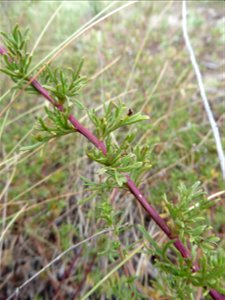 Artemisia campestris subsp. maritima (DC.) Arcang., 1882