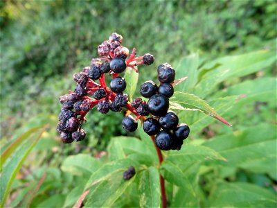Sambucus ebulus L., 1753