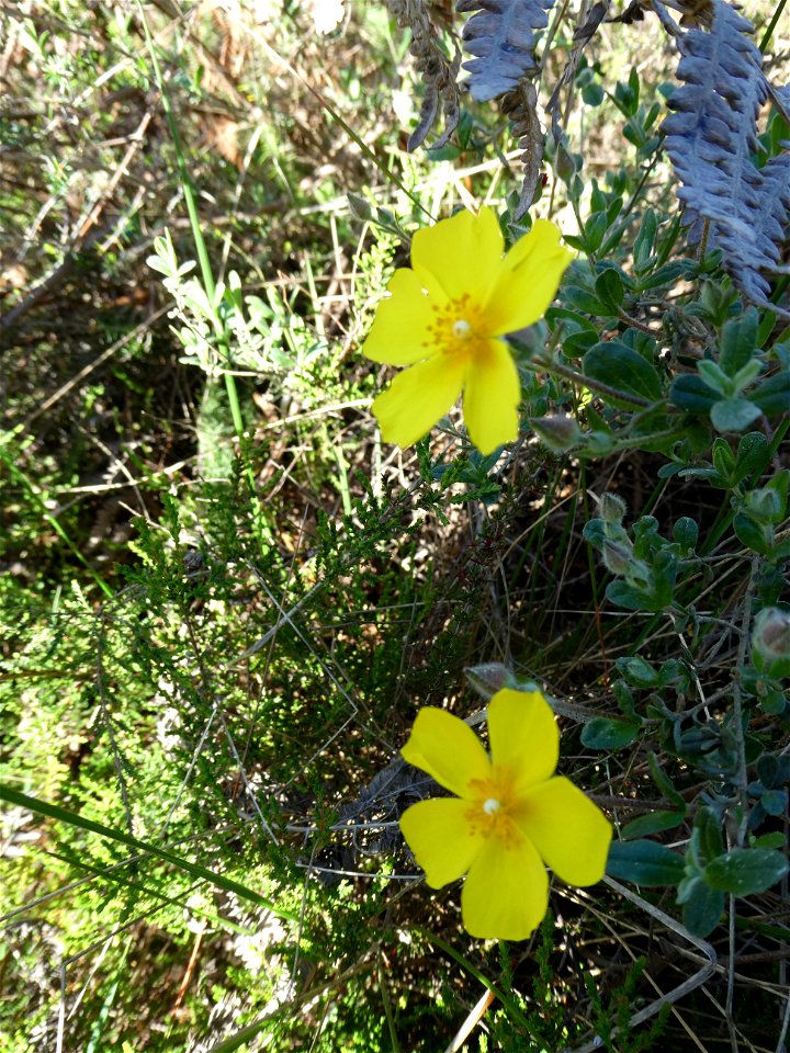 Cistus lasianthus subsp. alyssoides (Lam.) Demoly, 2006