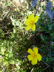 Cistus lasianthus subsp. alyssoides (Lam.) Demoly, 2006