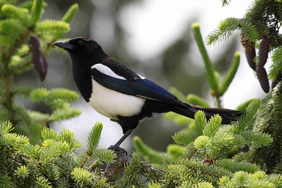 Animals game birds bird