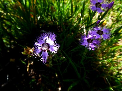 Dianthus hyssopifolius L., 1755
