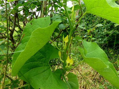 Aristolochia clematitis L., 1753