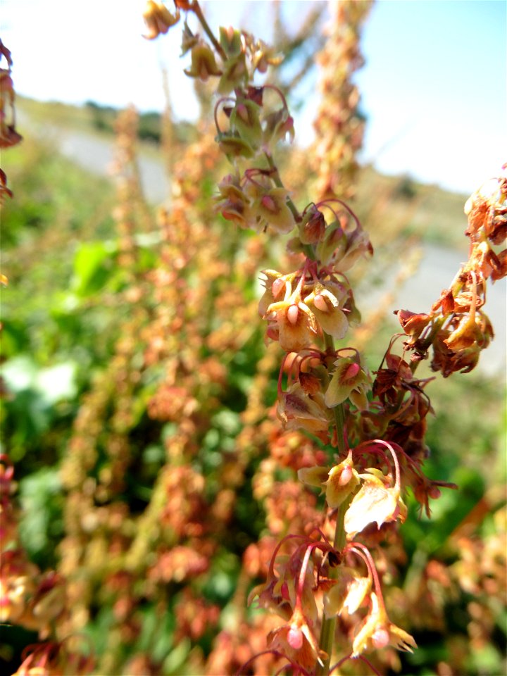 Rumex obtusifolius L., 1753