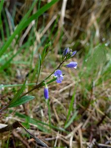 Polygala serpyllifolia Hose, 1797