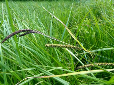 Carex acutiformis Ehrh., 1789