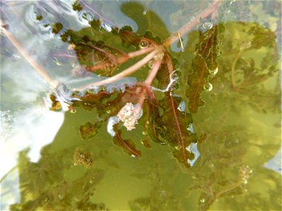 Potamogeton crispus L., 1753