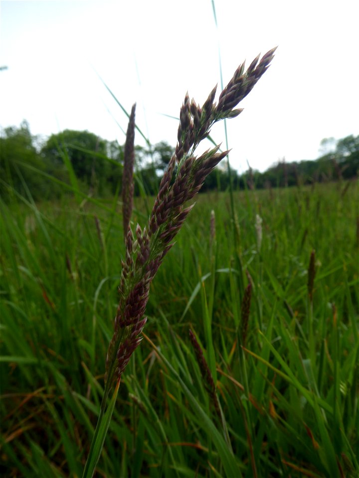 Holcus lanatus L., 1753