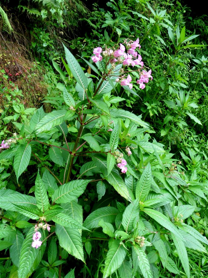 Impatiens glandulifera Royle, 1833