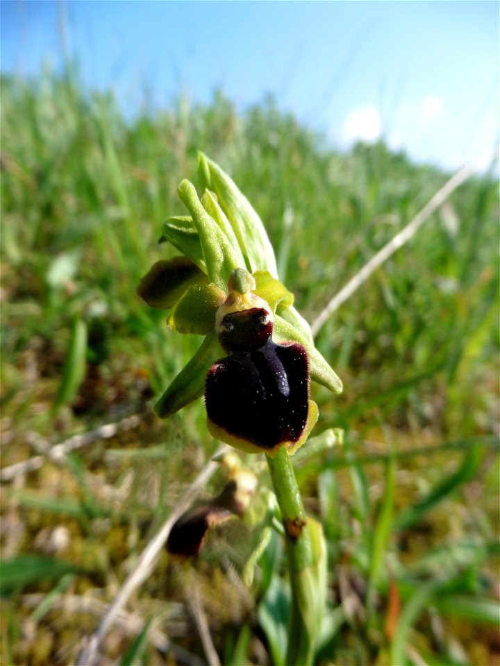 Ophrys passionis Sennen, 1926