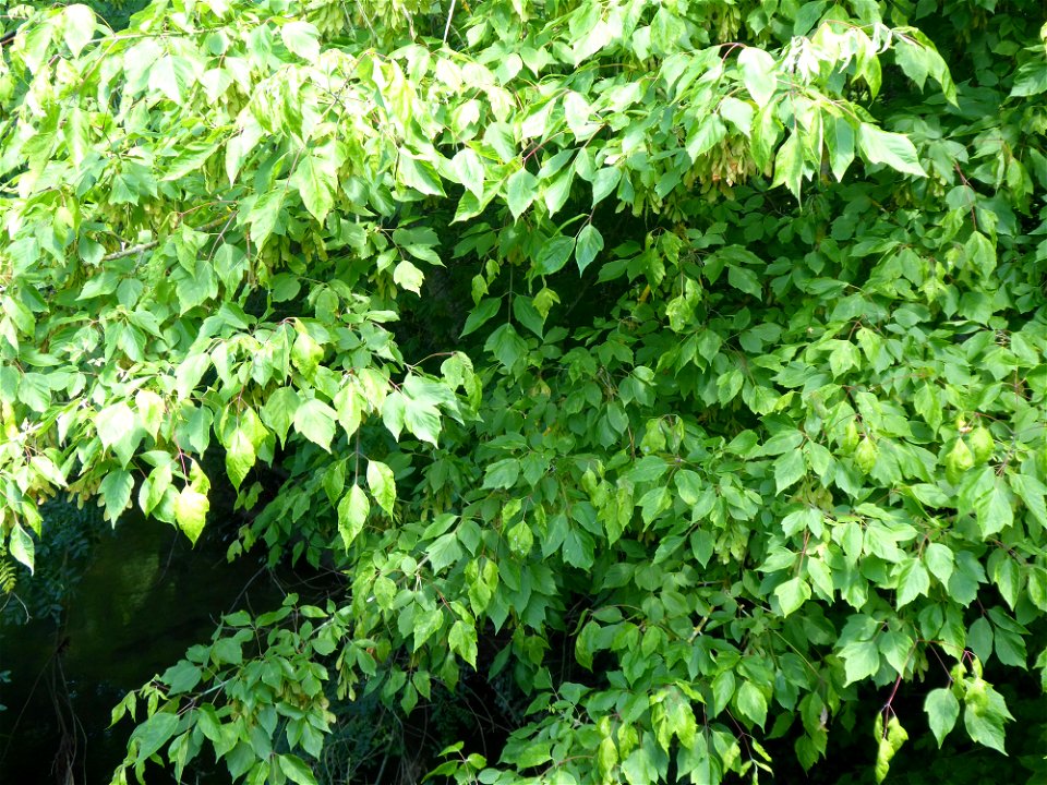 Acer negundo L., 1753