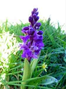 Orchis mascula (L.) L., 1755