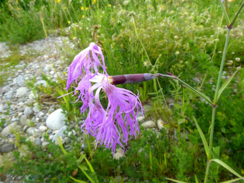 Dianthus superbus L., 1755