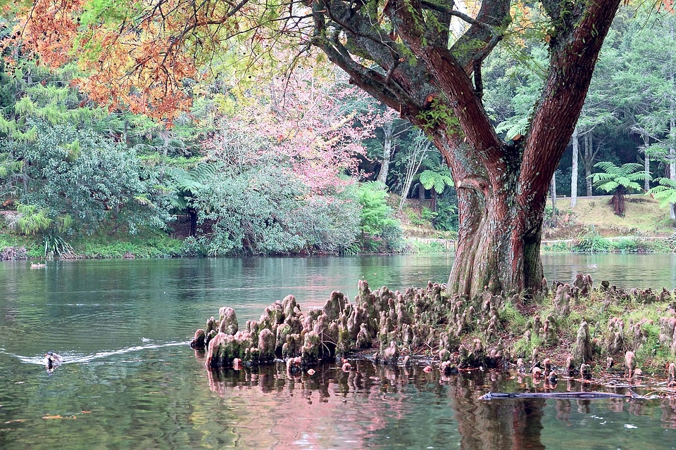 Landscape The lake in the park
