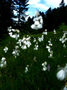 Eriophorum latifolium Hoppe, 1800
