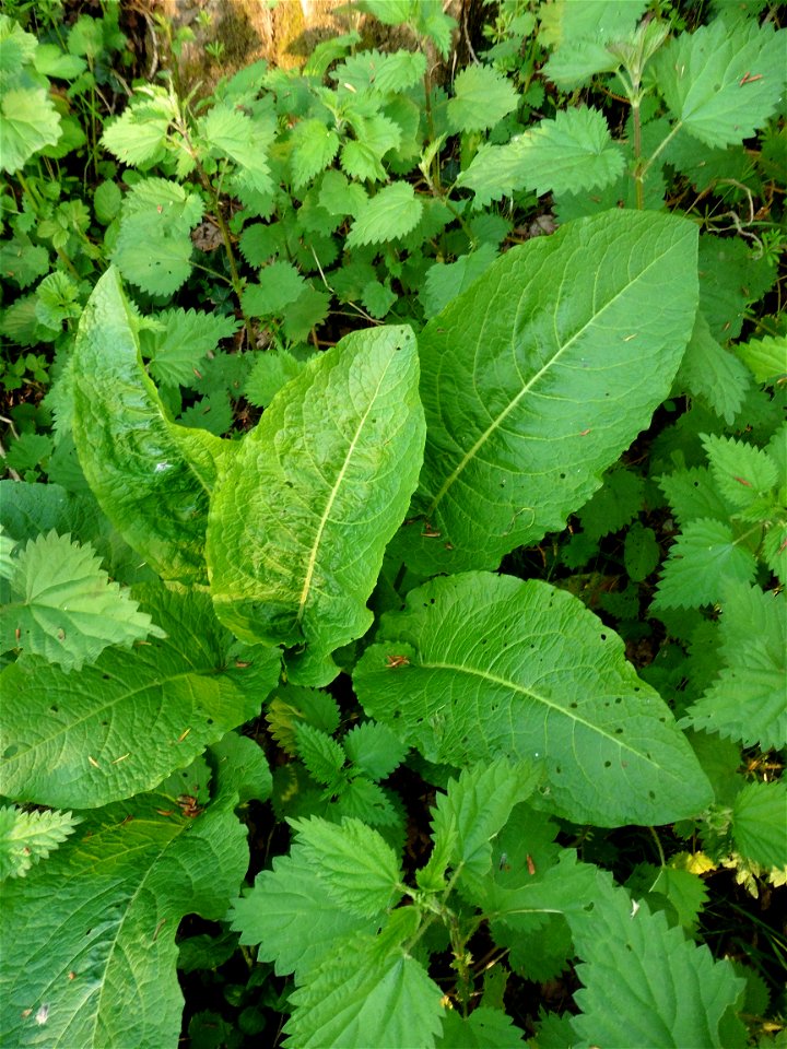 Rumex obtusifolius L., 1753