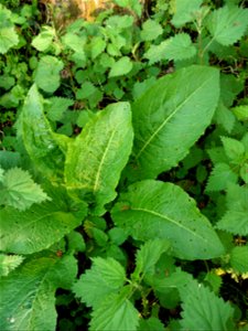 Rumex obtusifolius L., 1753