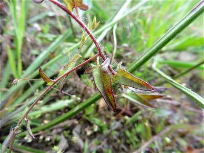 Kickxia cirrhosa (L.) Fritsch, 1897