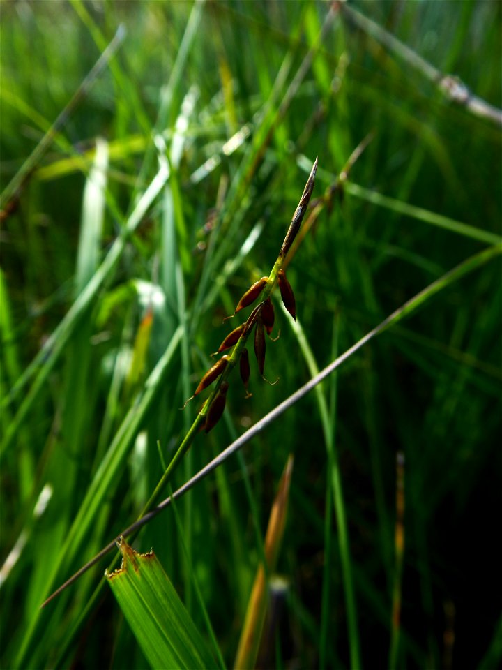 Carex pulicaris L., 1753