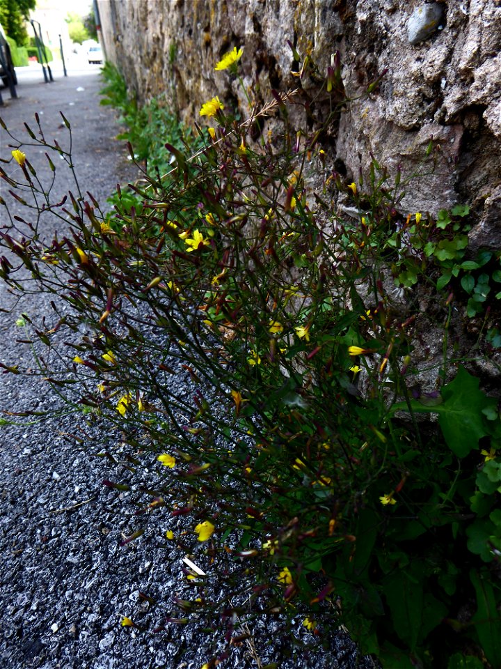 Lactuca muralis (L.) Gaertn., 1791