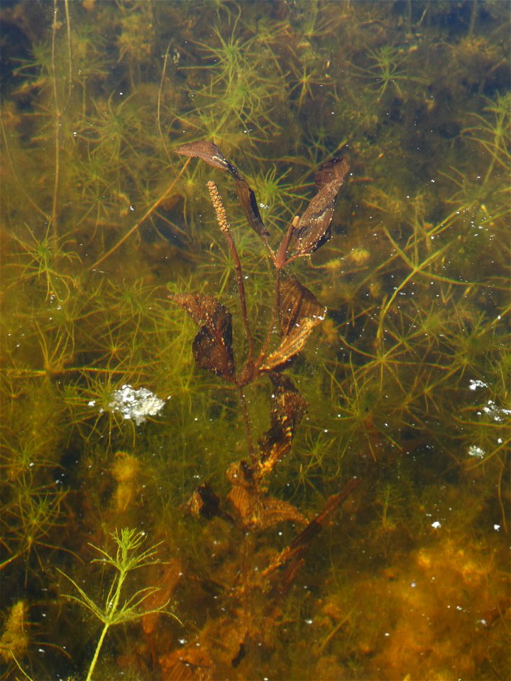 Potamogeton coloratus Hornem., 1813