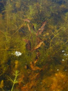 Potamogeton coloratus Hornem., 1813