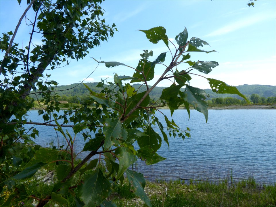 Populus nigra subsp. betulifolia (Pursh) W.Wettst., 1952