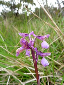 Anacamptis morio (L.) R.M.Bateman, Pridgeon & M.W.Chase, 1997