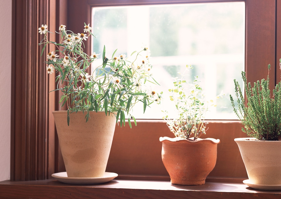 small potted plants sitting on window