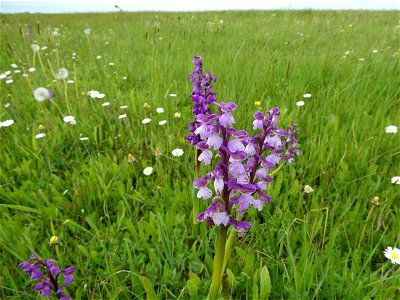 Anacamptis morio (L.) R.M.Bateman, Pridgeon & M.W.Chase, 1997