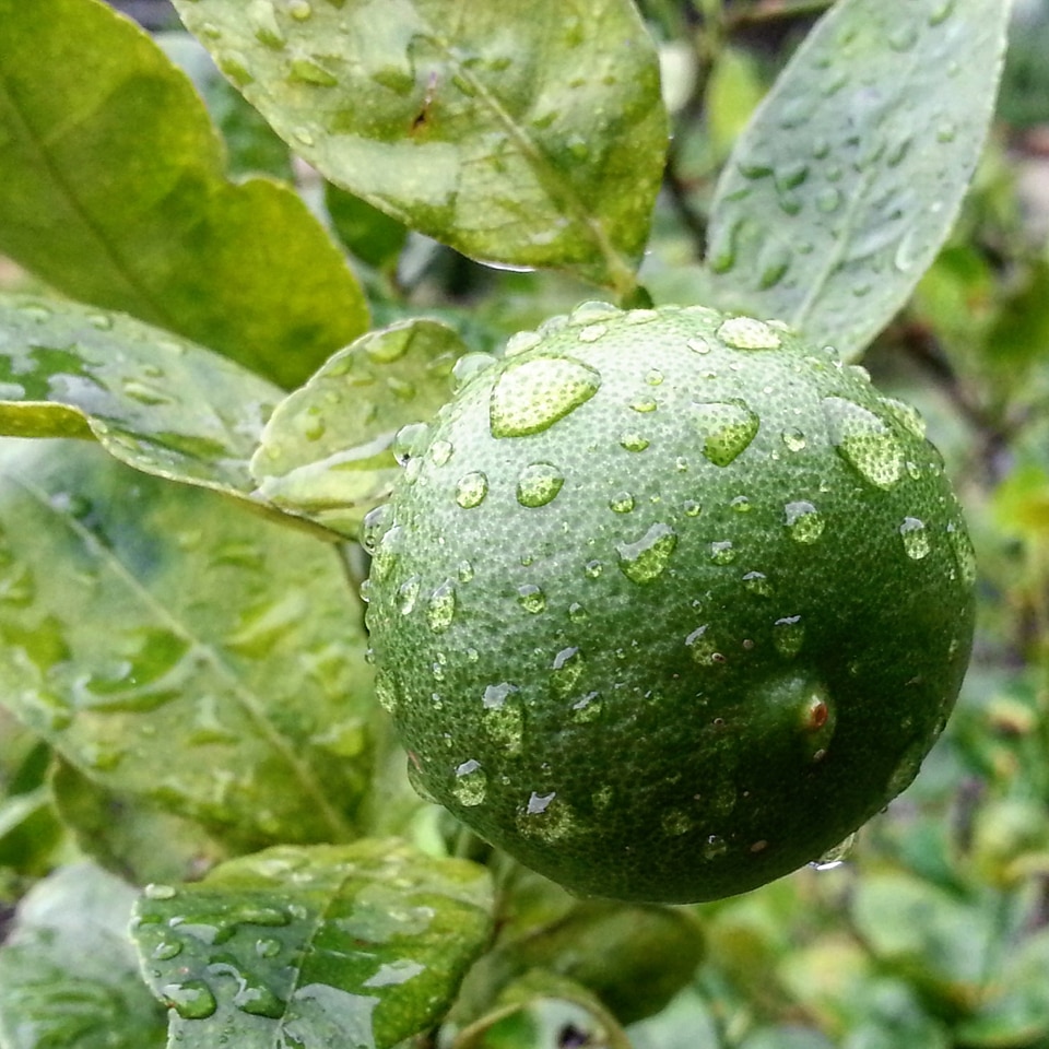 Limes in garden after raining