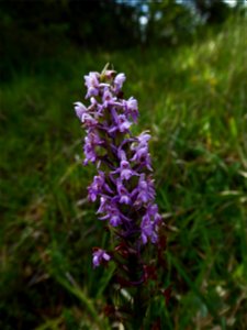 Gymnadenia conopsea (L.) R.Br., 1813
