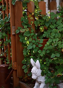 leaf plant over wood fence background