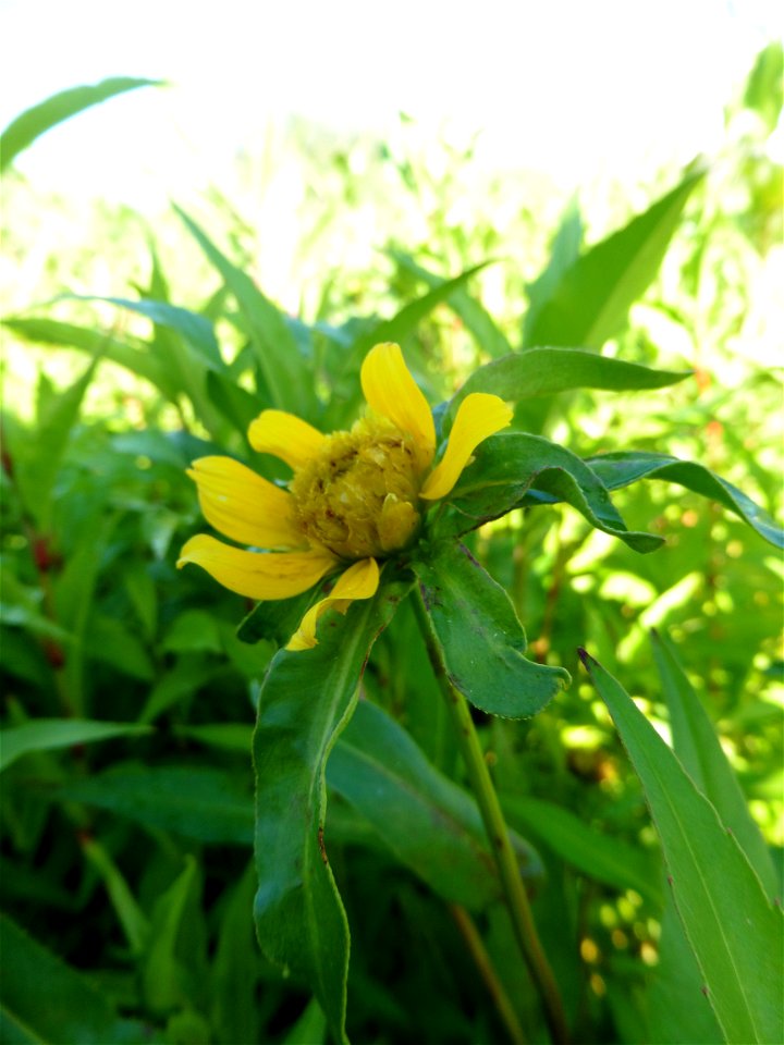 Bidens cernua L., 1753