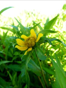 Bidens cernua L., 1753