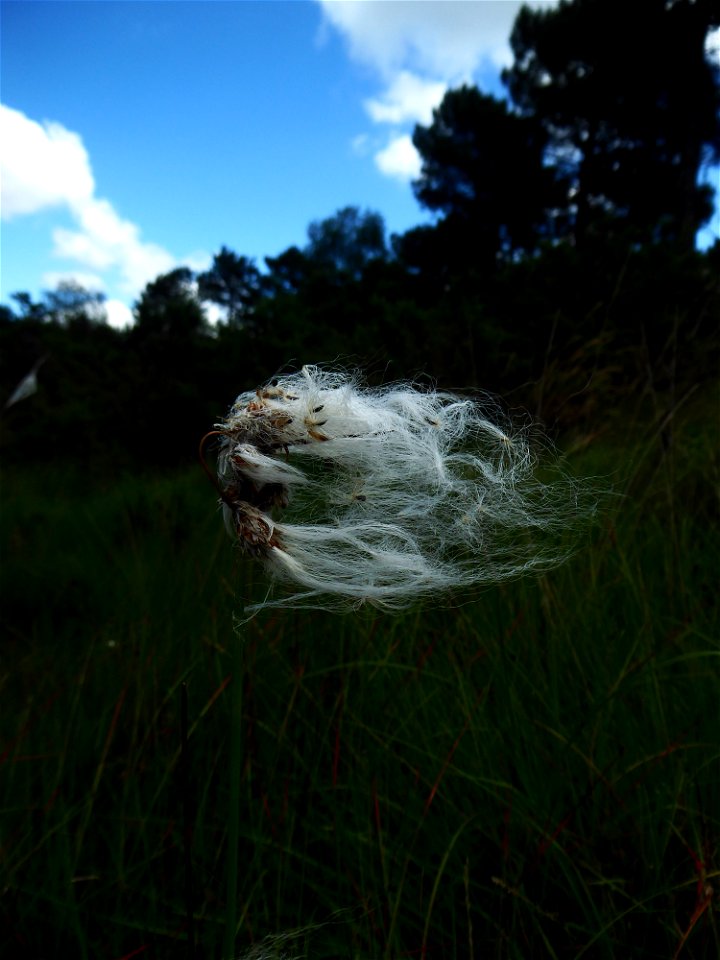 Eriophorum angustifolium Honck., 1782