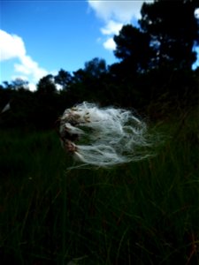 Eriophorum angustifolium Honck., 1782