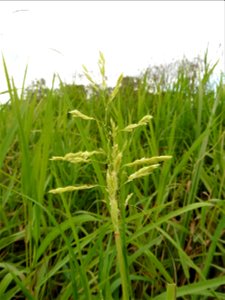 Leersia oryzoides (L.) Sw., 1788
