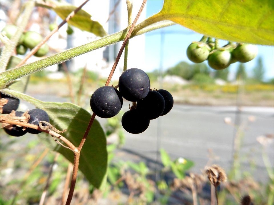 Solanum chenopodioides Lam., 1794