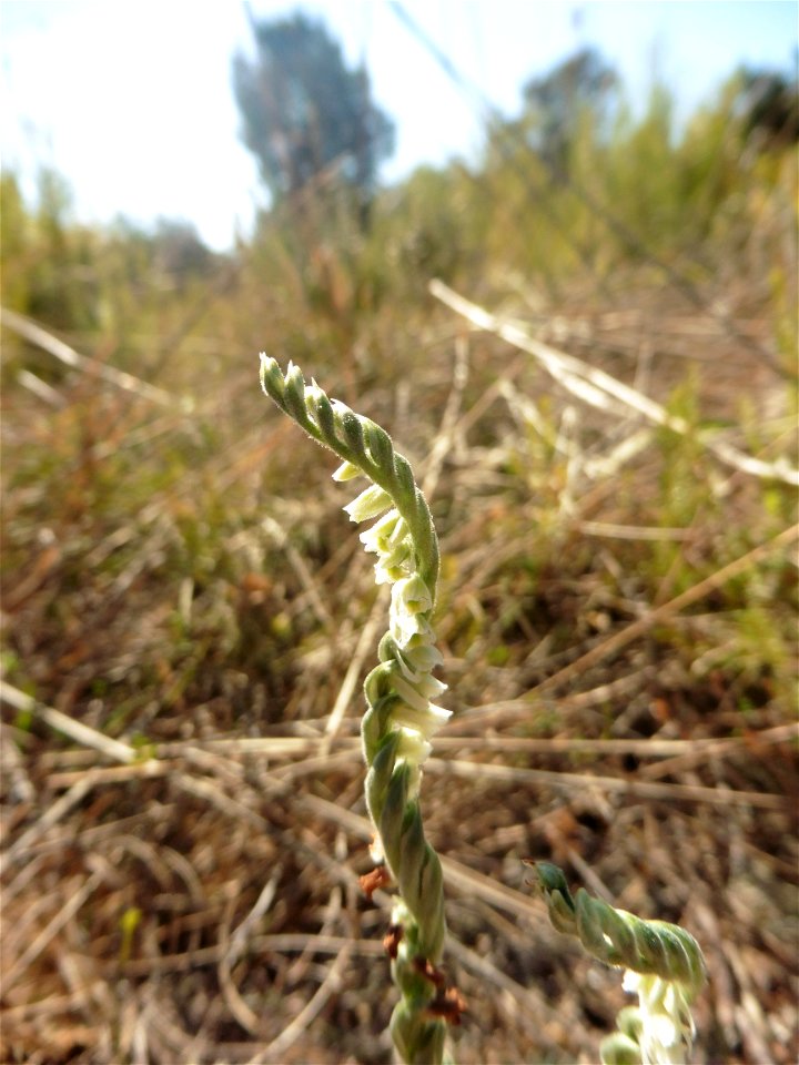 Spiranthes spiralis (L.) Chevall., 1827