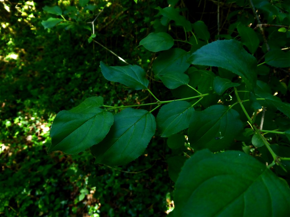 Rhamnus cathartica L., 1753