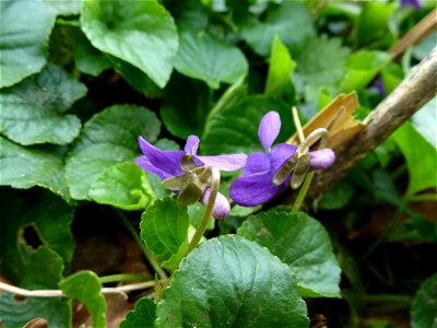 Viola odorata L., 1753