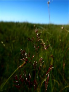 Agrostis capillaris L., 1753
