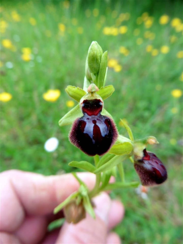 Ophrys passionis Sennen, 1926
