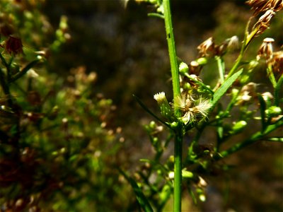 Erigeron canadensis L., 1753
