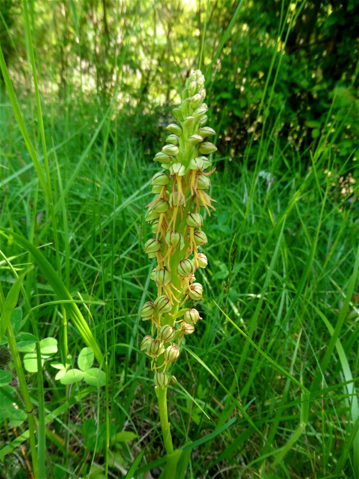 Orchis anthropophora (L.) All., 1785