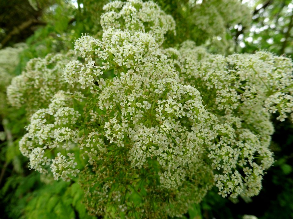 Conium maculatum L., 1753