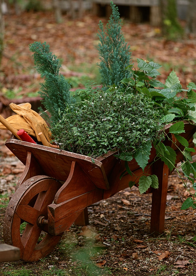 flowers in a pot, garden decoration ideas