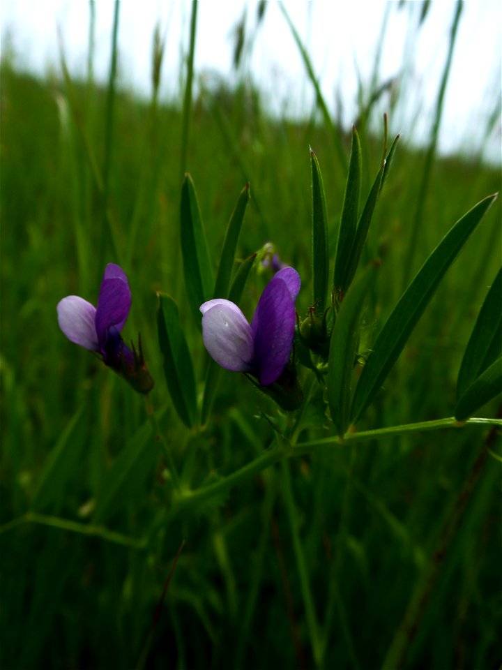 Vicia bithynica (L.) L., 1759